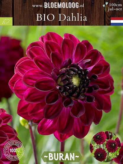 Bio Dahlia 'Buran' - Fluweelrode dahlia closeup