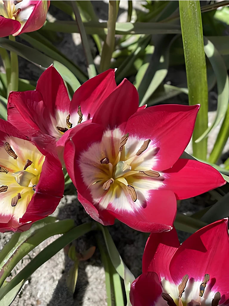 Botanische tulp 'Tiny Timo' in bloei zonder frame