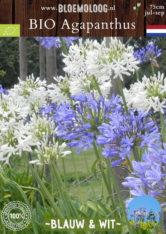 Bio Agapanthus 'Blauw & Wit' - Biologische witte en blauwe Arikaanse Lelies, ook bekend als Liefdesbloem | Bloemoloog