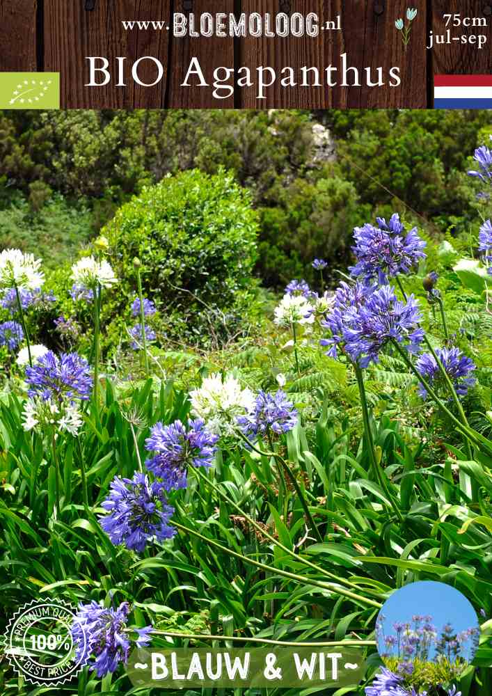 Bio Agapanthus 'Blauw & Wit' - Biologische witte en blauwe Arikaanse Lelies, ook bekend als Liefdesbloem | Bloemoloog