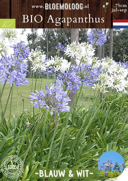 Bio Agapanthus 'Blauw & Wit' biologische blauwe en witte Afrikaanse Lelie Liefdesbloem - Bloemoloog