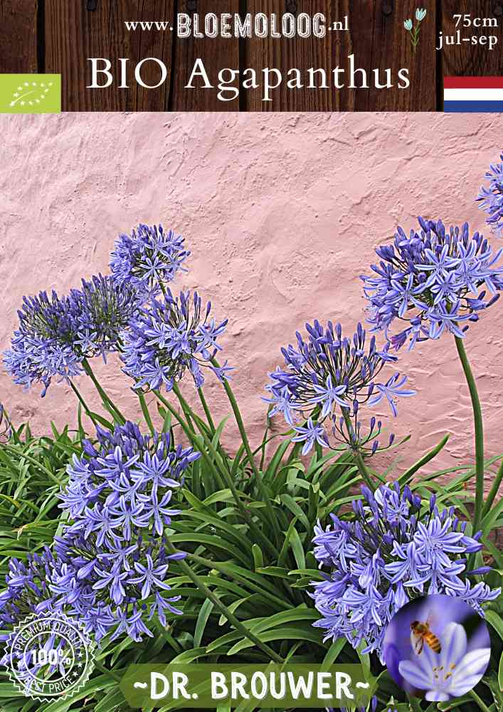 Bio Agapanthus 'Dr. Brouwer' - Biologische blauwe Afrikaanse lelie | Bloemoloog