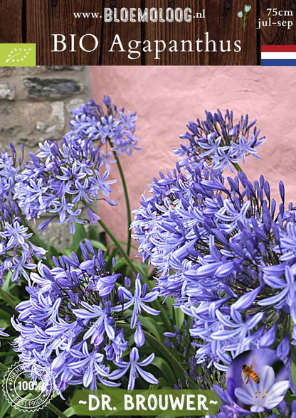 Bio Agapanthus 'Dr. Brouwer' - Biologische blauwe Afrikaanse lelie | Bloemoloog