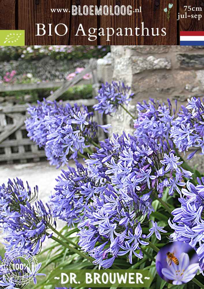 Bio Agapanthus 'Dr. Brouwer' - Biologische blauwe Afrikaanse lelie | Bloemoloog