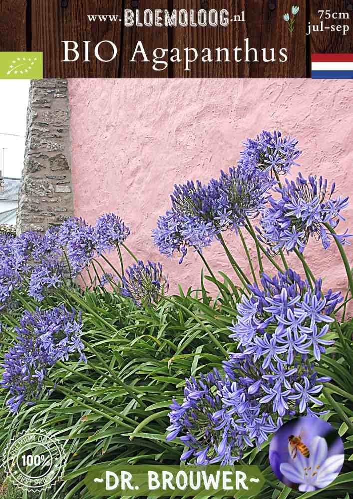 Bio Agapanthus 'Dr. Brouwer' - Biologische blauwe Afrikaanse lelie | Bloemoloog