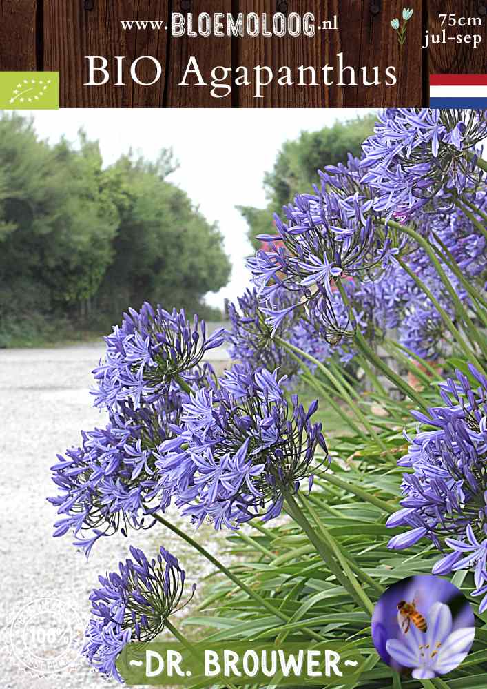 Bio Agapanthus 'Dr. Brouwer' - Biologische blauwe Afrikaanse lelie | Bloemoloog