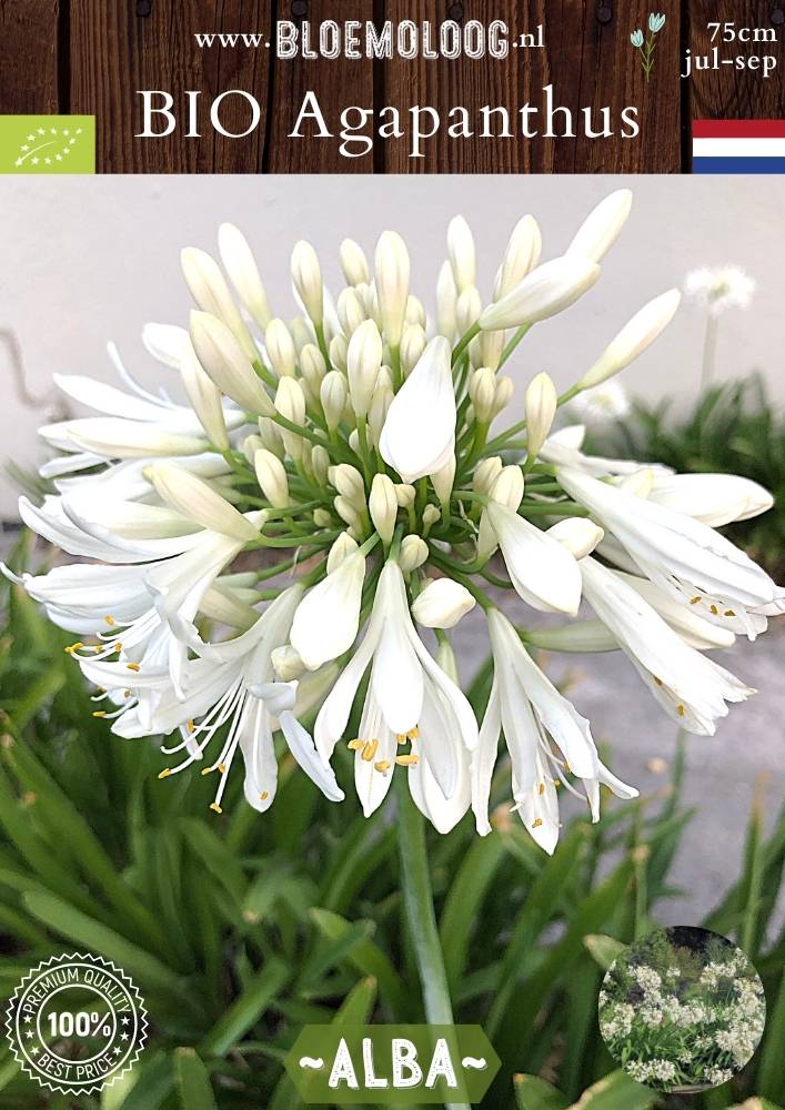 Bio Agapanthus 'Wit' - Biologische witte Afrikaanse lelie, ook bekend als Liefdesbloem | Bloemoloog