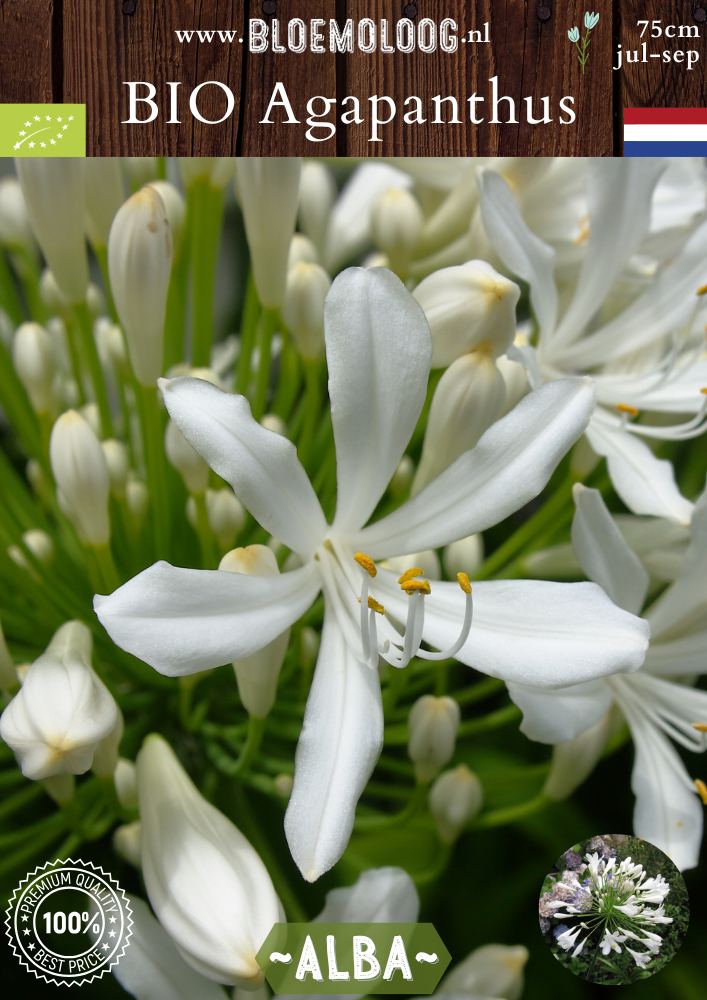 Bio Agapanthus 'Wit' - Biologische witte Afrikaanse lelie, ook bekend als Liefdesbloem | Bloemoloog