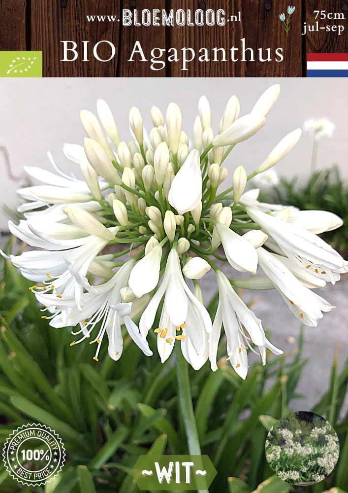 Bio Agapanthus 'Wit' biologische witte Afrikaanse Lelie Liefdesbloem - Bloemoloog