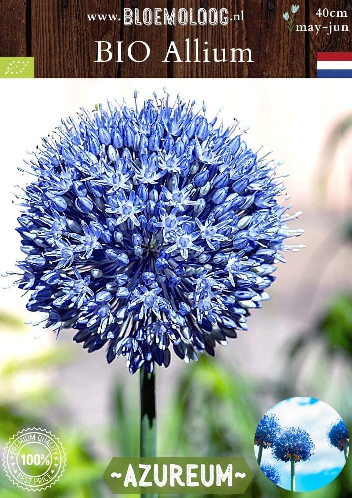 Bio Allium 'Azureum' biologische blauwe bolui trommelstokjes sierui - Bloemoloog