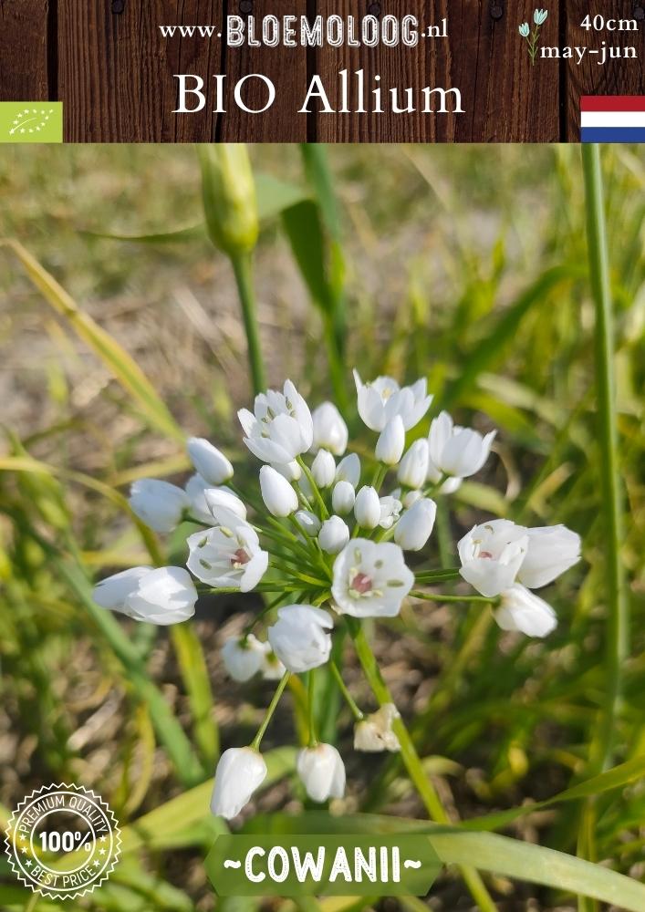 Bio Allium 'Cowanii' - Biologisch gekweekte witte sierui | Bloemoloog