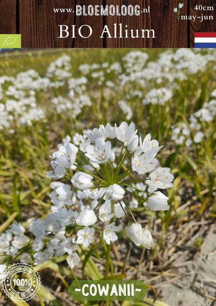 Bio Allium 'Cowanii' - Biologisch gekweekte witte sierui | Bloemoloog