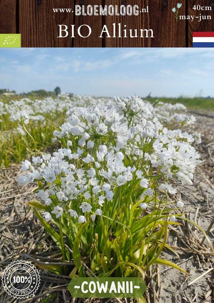 Bio Allium 'Cowanii' - Biologisch gekweekte witte sierui | Bloemoloog