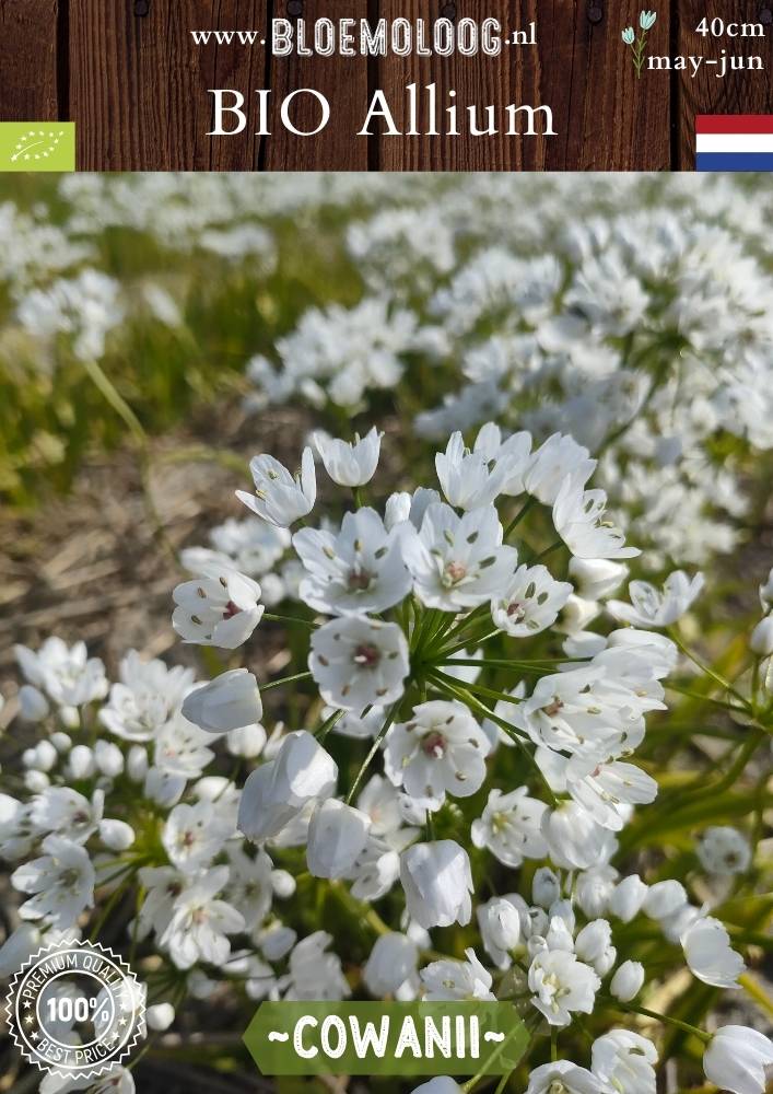 Bio Allium 'Cowanii' - Biologisch gekweekte witte sierui | Bloemoloog