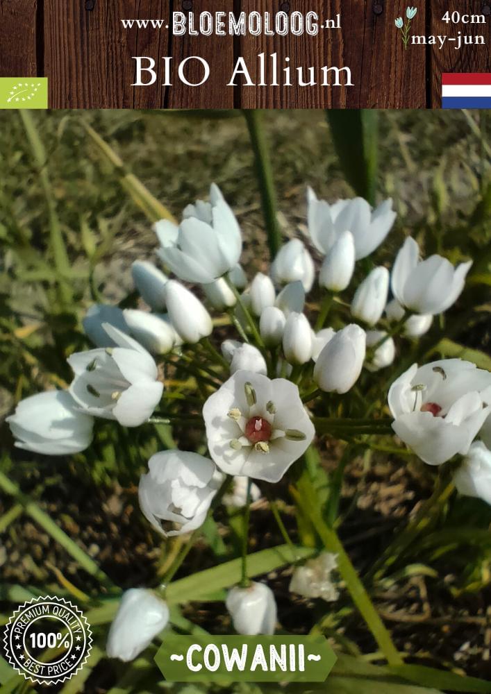 Bio Allium 'Cowanii' biologische witte sierui - Bloemoloog