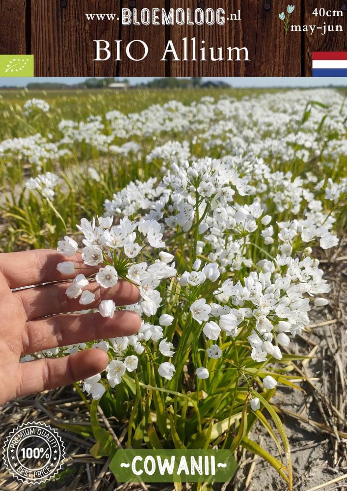 Bio Allium 'Cowanii' biologische witte sierui - Bloemoloog