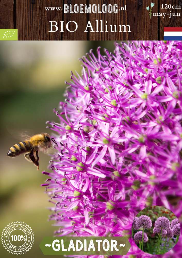 Biologische paarse hoge sierui