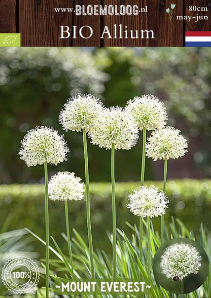 Bio Allium 'Mount Everest' - Witte sierui | 3 st.