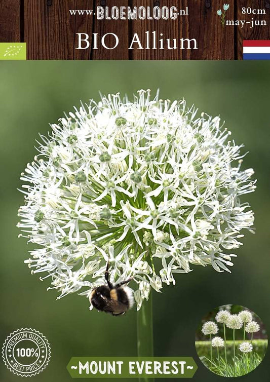 Organic Allium 'Mount Everest' - White ornamental onion | 3 pcs.