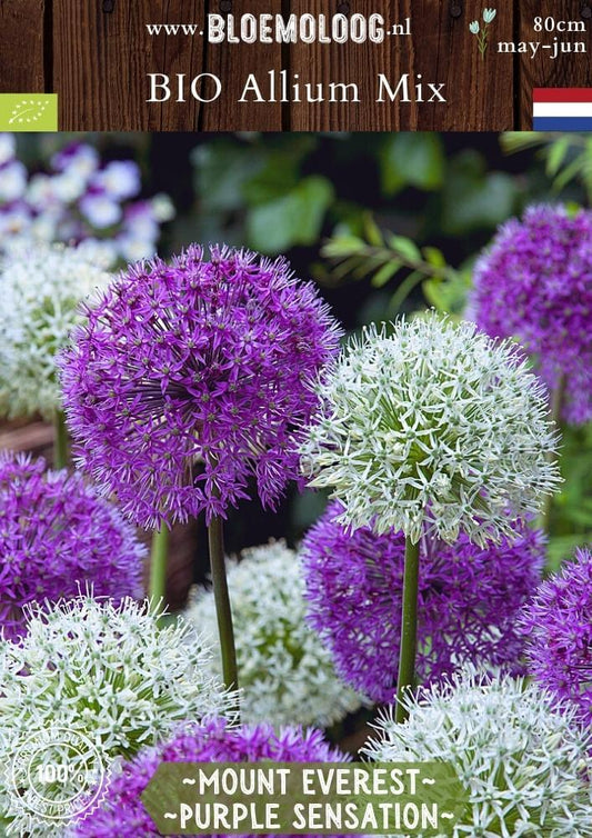 Bio Allium 'Mount Everest & Purple Sensation' biologische mix paarse sierui witte sierui - bloemoloog