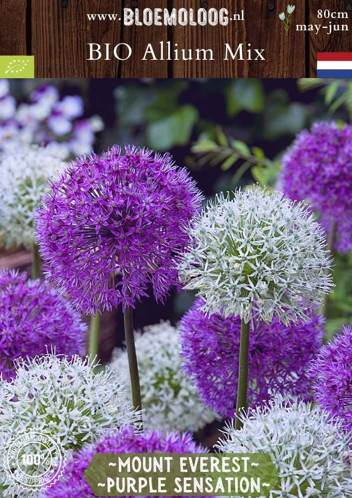 Bio Allium 'Mount Everest & Purple Sensation' mix paarse sierui witte sierui biologische bloembollen bloemoloog