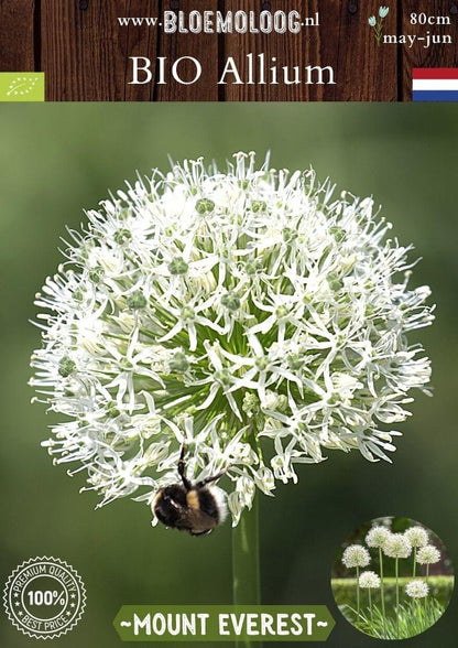 Bio Allium 'Mount Everest' biologische witte sierui - Bloemoloog