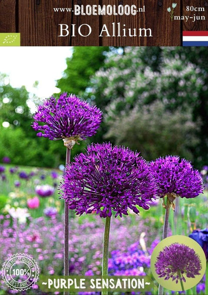 Bio Allium 'Purple Sensation' Biologische paarse sierui - Bloemoloog