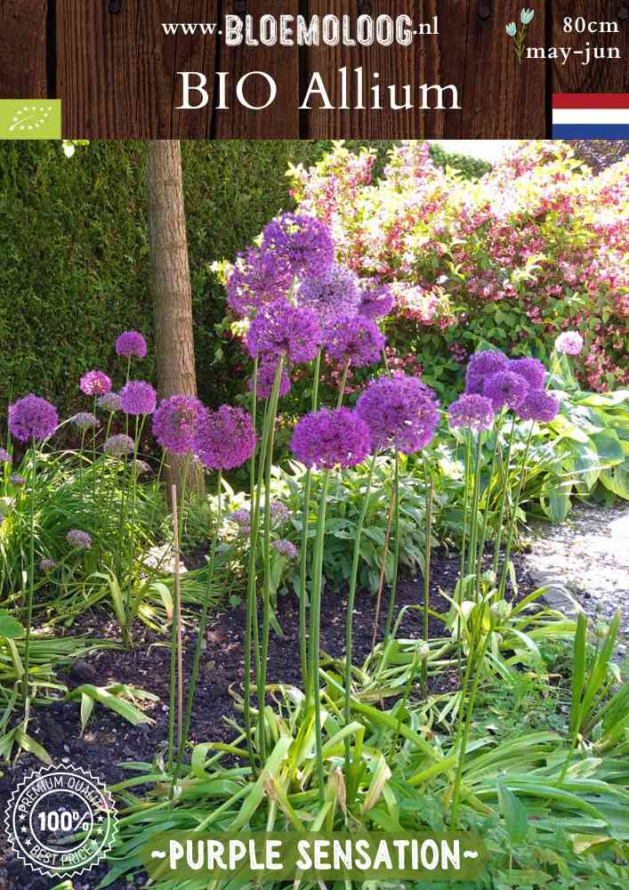 Bio Allium 'Purple Sensation' - Biologische paarse sierui | Bloemoloog