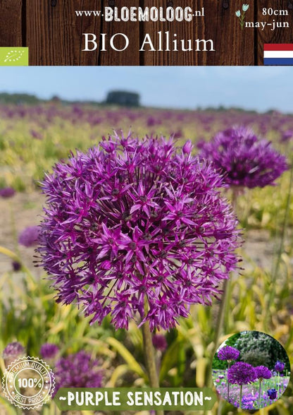 Bio Allium 'Purple Sensation' Biologische paarse sierui - Bloemoloog