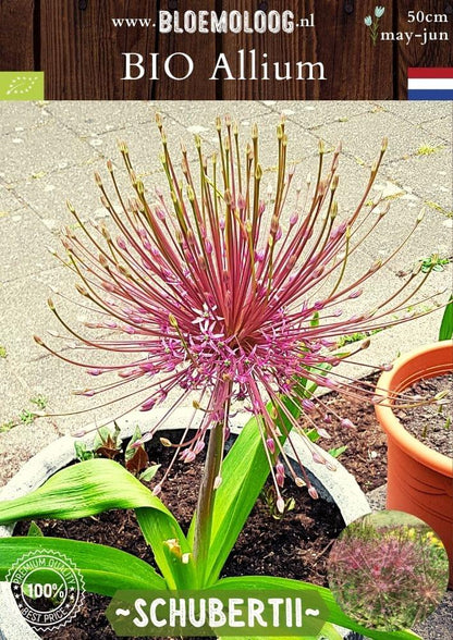 Bio Allium 'Schubertii' biologische roze Perzische sierui vuurwerk sierui - Bloemoloog