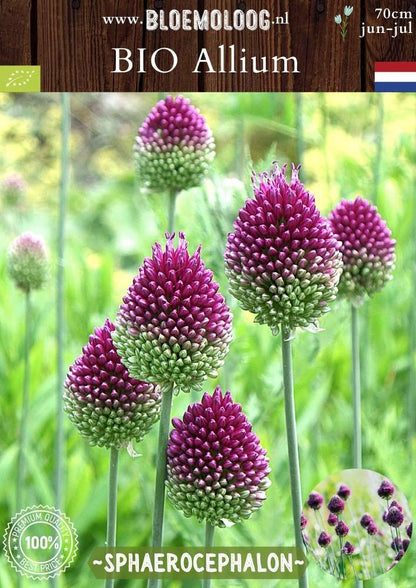 Bio Allium 'Sphaerocephalon' - Biologische paarse drumsticks, ook bekend als kogellook of trommelstokjes | Bloemoloog