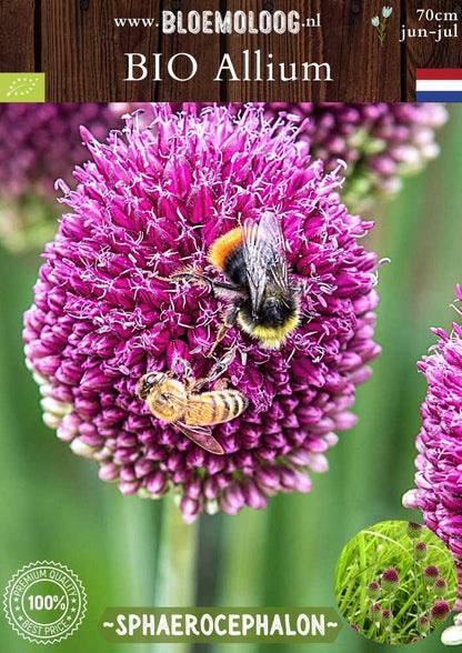 Bio Allium 'Sphaerocephalon' - Biologische paarse drumsticks, ook bekend als kogellook of trommelstokjes | Bloemoloog