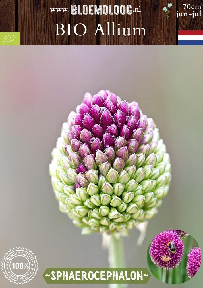 Bio Allium 'Sphaerocephalon' - Biologische paarse drumsticks, ook bekend als kogellook of trommelstokjes | Bloemoloog