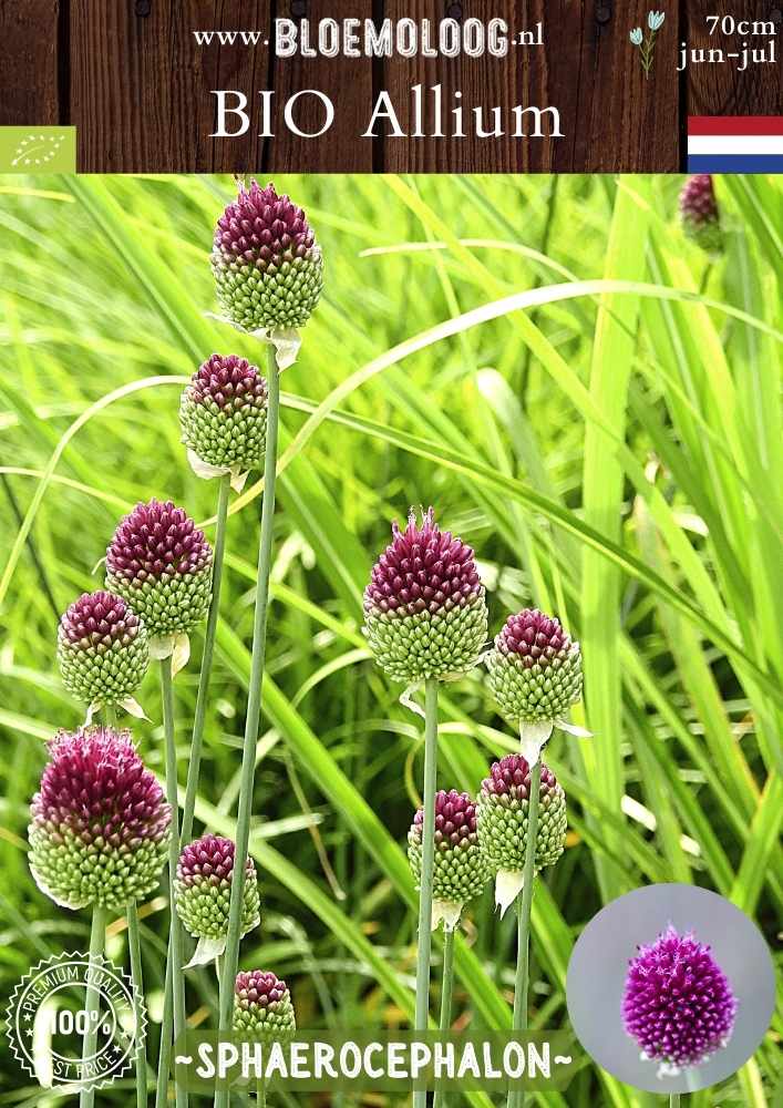 Bio Allium 'Sphaerocephalon' - Biologische paarse drumsticks, ook bekend als kogellook of trommelstokjes | Bloemoloog