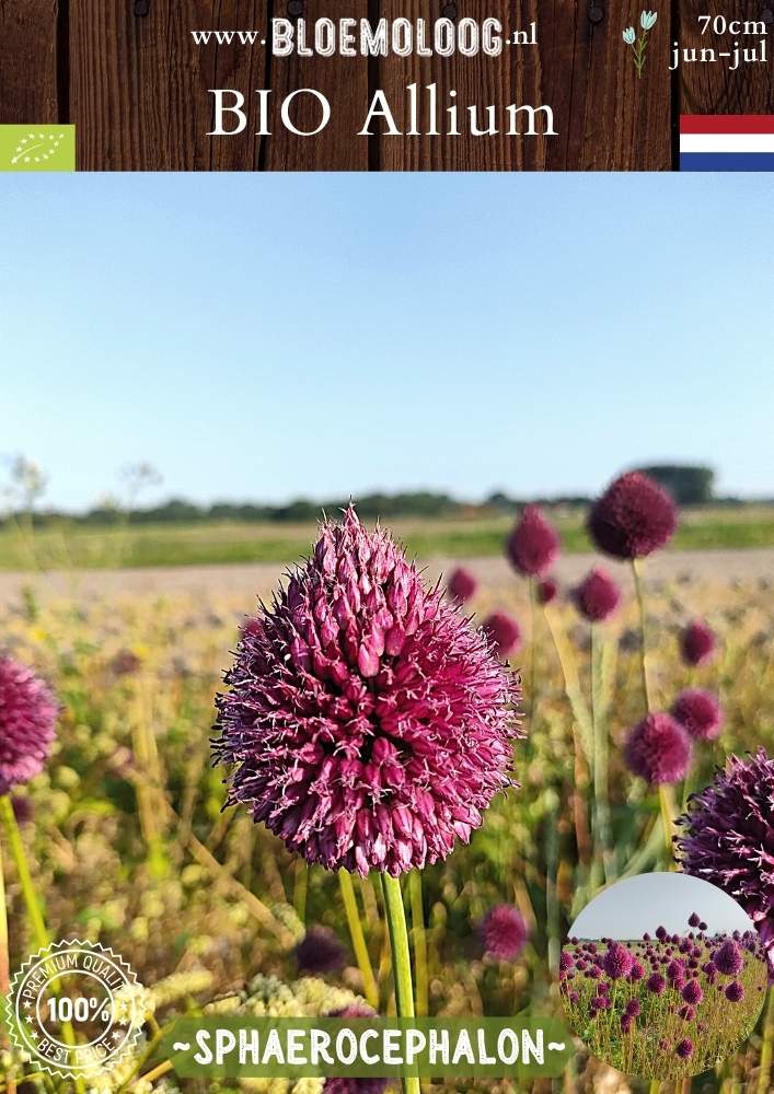 Bio Allium 'Sphaerocephalon' - Biologische paarse drumsticks, ook bekend als kogellook of trommelstokjes | Bloemoloog