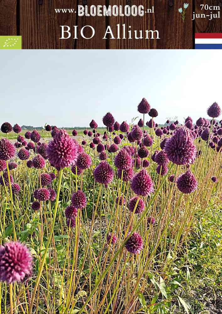 Bio Allium 'Sphaerocephalon' - Biologische paarse drumsticks, ook bekend als kogellook of trommelstokjes | Bloemoloog