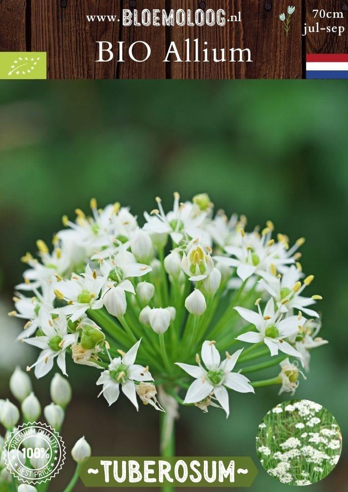Bio Allium 'Tuberosum' biologische witte knoflookbieslook Chinees bieslook - Bloemoloog