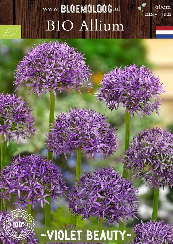 Bio Allium 'Violet Beauty' biologische paarse ster allium sierui bloemoloog