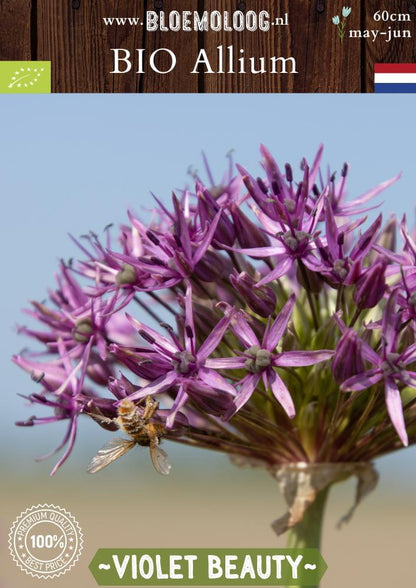 Bio Allium 'Violet Beauty' biologische paarse ster allium sierui bloemoloog