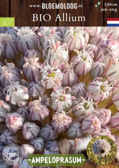 Bio Allium ampeloprasum 'Ping Pong' biologische wit roze wilde ui, oerprei, parelui - Bloemoloog