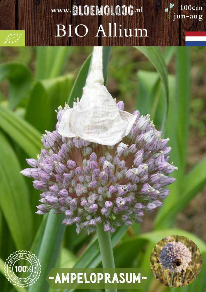 Bio Allium ampeloprasum 'Ping Pong' biologische wit roze wilde ui, oerprei, parelui - Bloemoloog