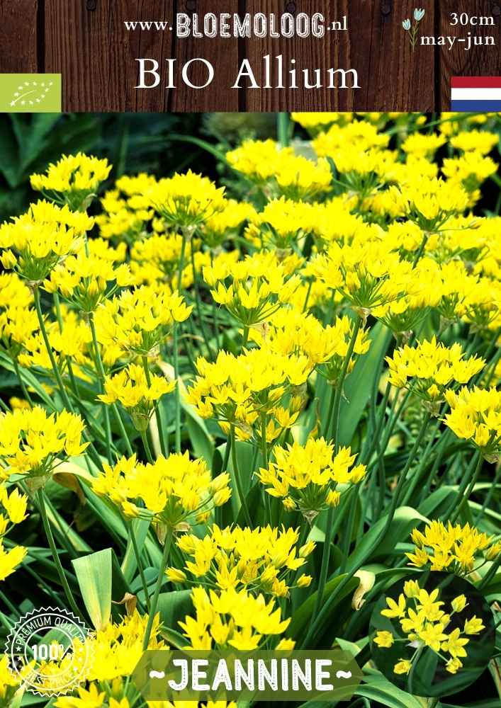 Bio Allium moly 'Jeannine' – Biologische goudgele sierui, gele look, eetbare bijenplant met stervormige bloemen | Natuurlijke verwilderingsbol – Bloemoloog