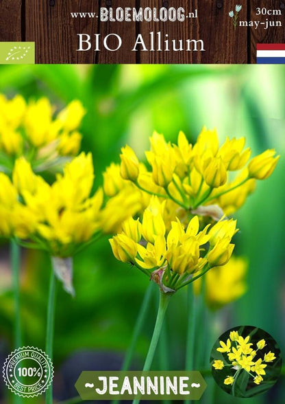 Bio Allium moly 'Jeannine' biologische gele Goudlookje goudui sierui - Bloemoloog