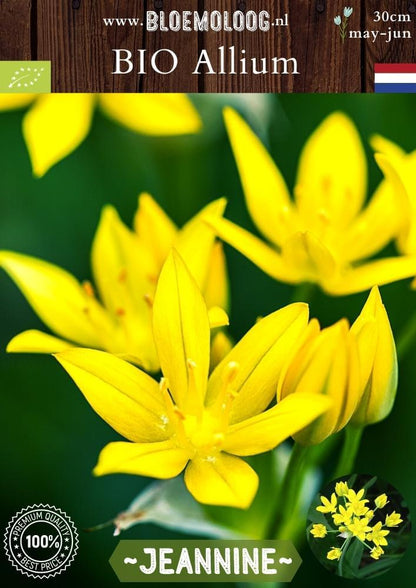 Bio Allium moly 'Jeannine' biologische gele Goudlookje goudui sierui - Bloemoloog