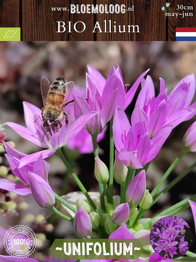 Bio Allium unifolium - Amerikaanse knoflook