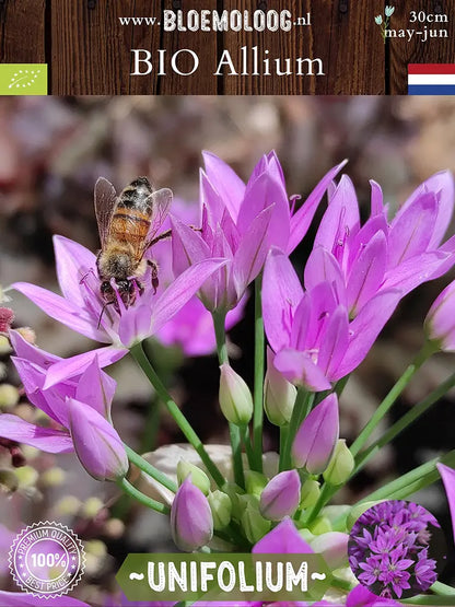 Bio Allium unifolium - Amerikaanse knoflook