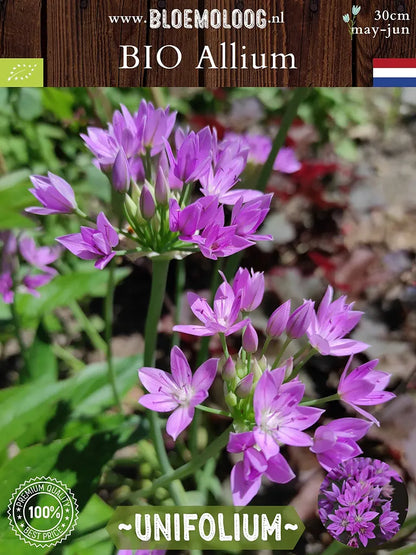 Bio Allium unifolium - Amerikaanse knoflook