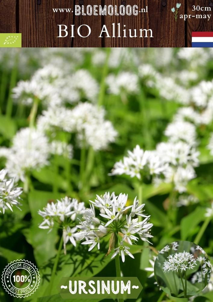 Bio Allium ursinum Daslook witte wilde knoflook biologische bloembollen Bloemoloog