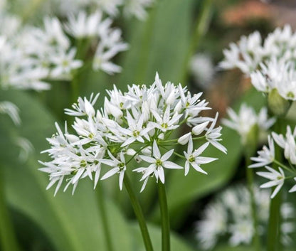 Witte bloemen van biologische Allium ursinum (daslook)