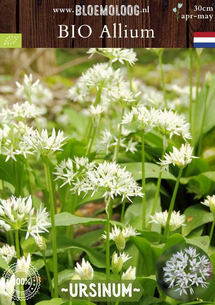 Bio Allium ursinum Daslook witte wilde knoflook biologische bloembollen Bloemoloog